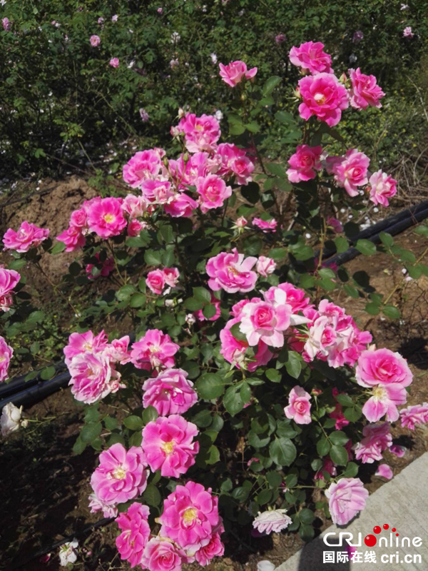 图片默认标题_fororder_玫瑰花开正艳