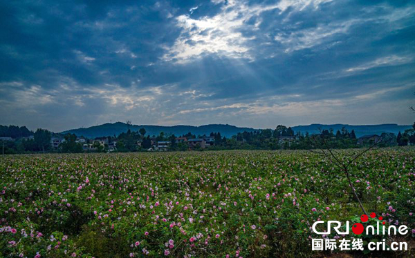 图片默认标题_fororder_乔斯玫瑰庄园