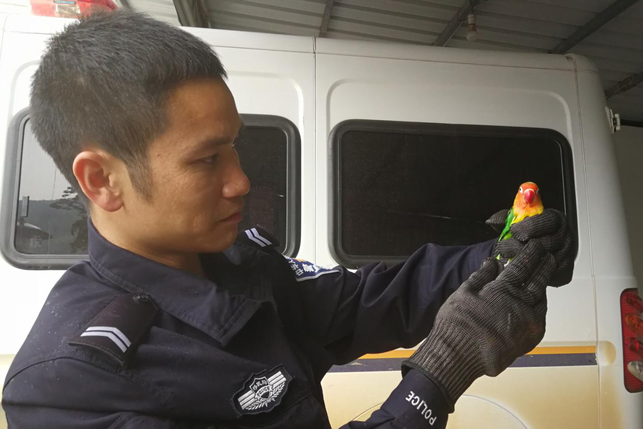 广西崇左市边境管理支队在边境截获436只国家二级保护动物鹦鹉