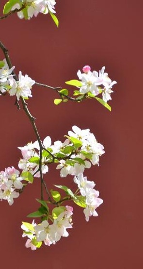 北京:繁花绽放紫禁城 古朴雅致报春来 北京:繁花绽放紫禁城 古朴雅致报春来