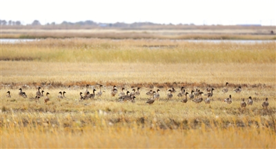 吉林省莫莫格国家级自然保护区大批候鸟陆续南迁