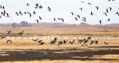 吉林省莫莫格国家级自然保护区大批候鸟陆续南迁