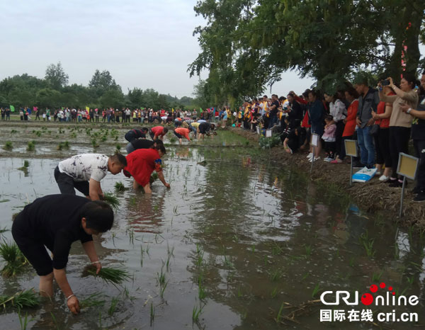 图片默认标题_fororder_手插秧技PK（摄影-杨建昆）