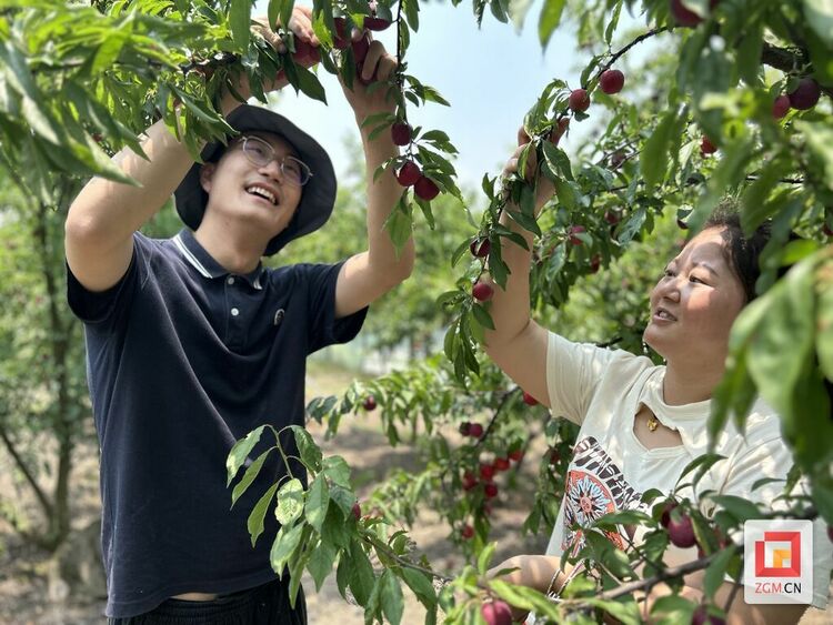 (转载)自贡自流井区荣边镇:打造“花果山” 直奔“富裕路”