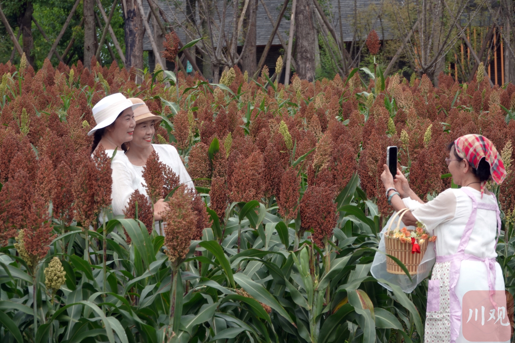 (转载)火热八月!成都环城生态区的高粱红了