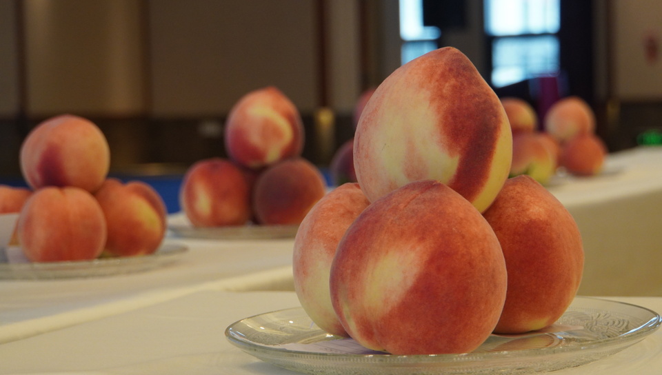 【原创】“蜜”意不同 “桃”香满溢|天水秦安蜜桃鉴评会来啦_fororder_2