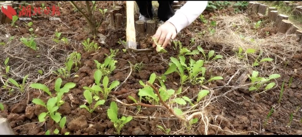 中国经济网■大学教授开“种地补习班”？网友评论亮了...