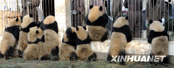 Panda Besar Akan Meramaikan Ekspo Dunia 2010 Panda Besar Akan Meramaikan Ekspo Dunia 2010