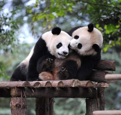 Panda Besar Akan Meramaikan Ekspo Dunia 2010 Panda Besar Akan Meramaikan Ekspo Dunia 2010