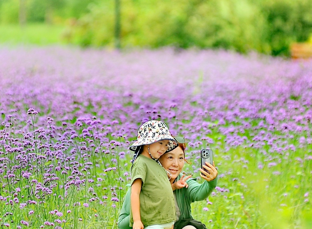 醉龙江|哈尔滨群力江畔 紫色花海美如画