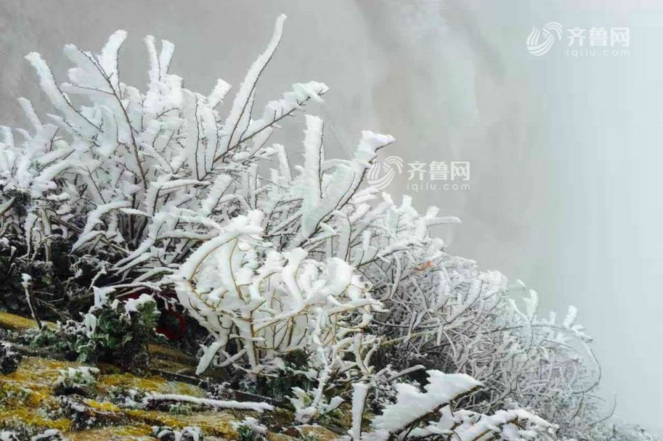 松枝上,草丛里,石桌椅上都蒙上了一层薄雪.