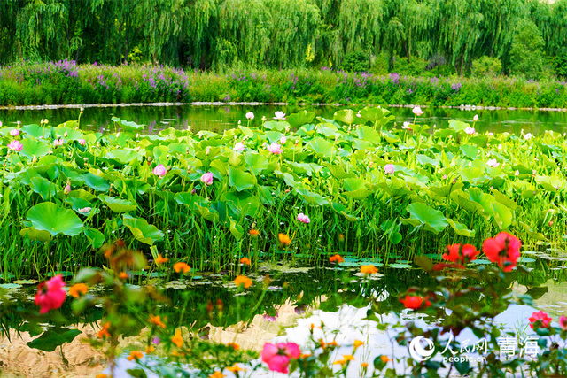 青海:荷香满塘 夏韵悠长 青海:荷香满塘 夏韵悠长