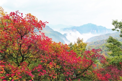 看秋日云台山漫山红遍 层林尽染