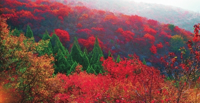 看秋日云台山漫山红遍 层林尽染