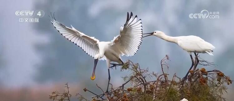 巴基斯坦“洋经理”的中国梦:看我的照片,让你一秒爱上中国!