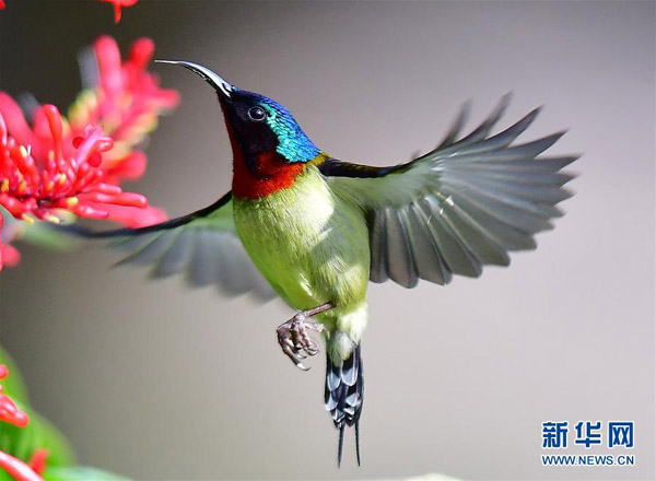 Melihat Burung Kolibri Ekor Garpu di Fuzhou
