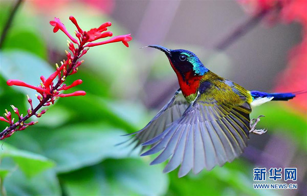 Melihat Burung Kolibri Ekor Garpu di Fuzhou
