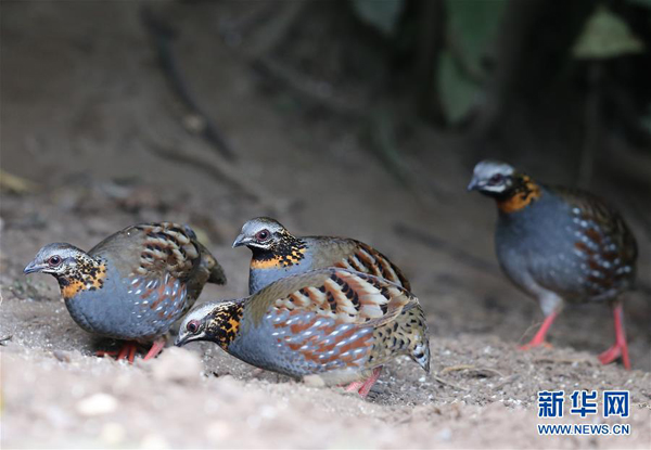 Cagar Alam Nasional Gunung Gaoligong Yunnan, "Gudang Gen Spesies Dunia"