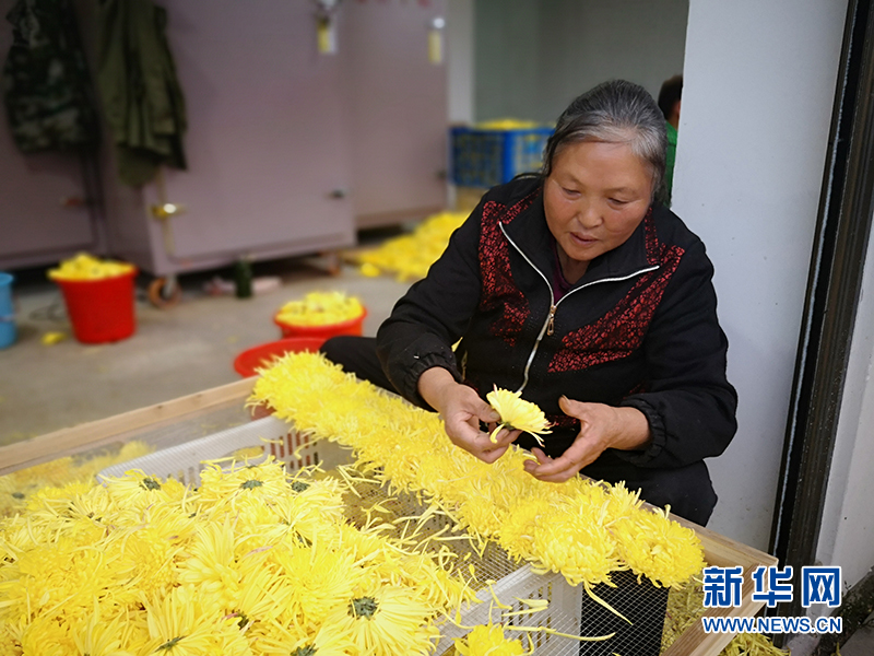 金丝皇菊盛开 鄂北山村绽放“花”经济