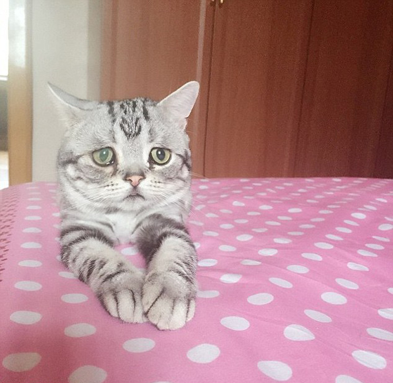 Luhu, Kucing Yang Punya Wajah Paling Sedih di Dunia Luhu, Kucing Yang Punya Wajah Paling Sedih di Dunia