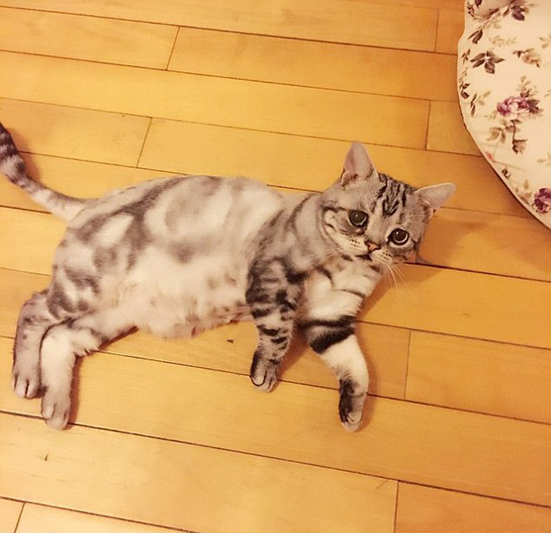 Luhu, Kucing Yang Punya Wajah Paling Sedih di Dunia Luhu, Kucing Yang Punya Wajah Paling Sedih di Dunia