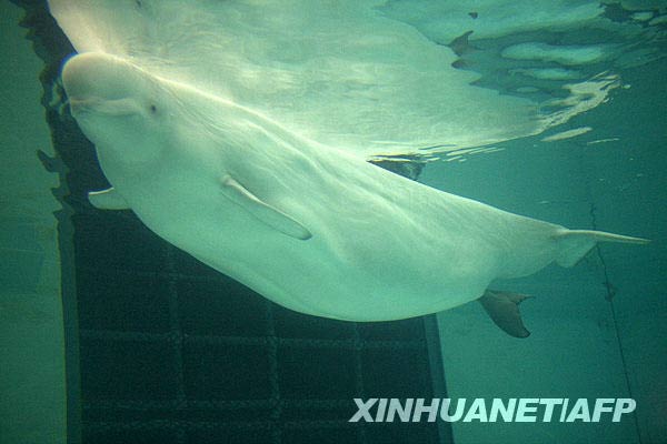 Ikan Paus Putih Melahirkan Anak di Chicago