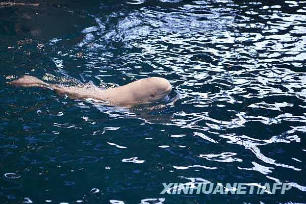 Ikan Paus Putih Melahirkan Anak di Chicago