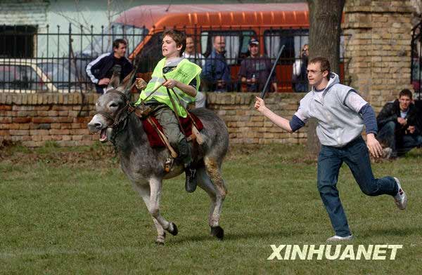 Pacuan Keledai di Serbia