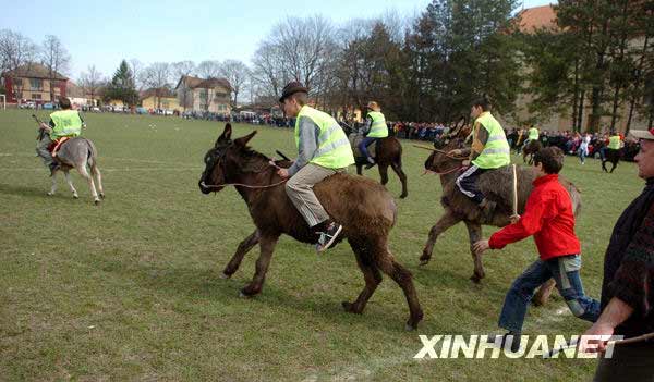 Pacuan Keledai di Serbia