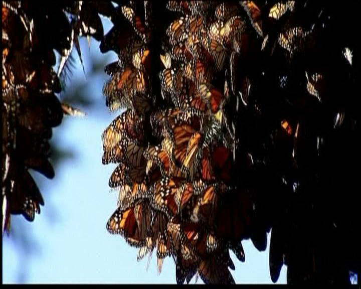 Kupu-kupu Monarch Bermigrasi
