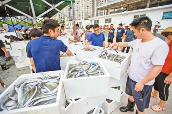 深圳首批出港捕鱼船满载而归 深圳首批出港捕鱼船满载而归