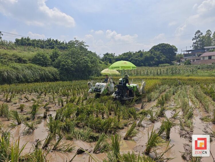(转载)自贡沿滩区富全镇:打造优质大米生产加工基地 擦亮富全大米金字招牌