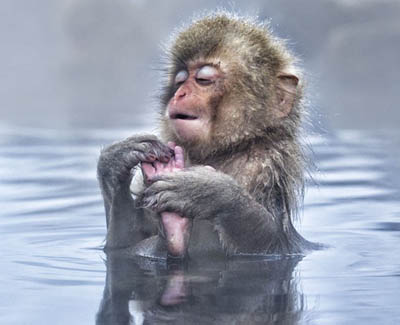 Monyet Salju Jepang Mencontoh Manusia Merendam Sumber Air Panas