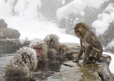 Monyet Salju Jepang Mencontoh Manusia Merendam Sumber Air Panas