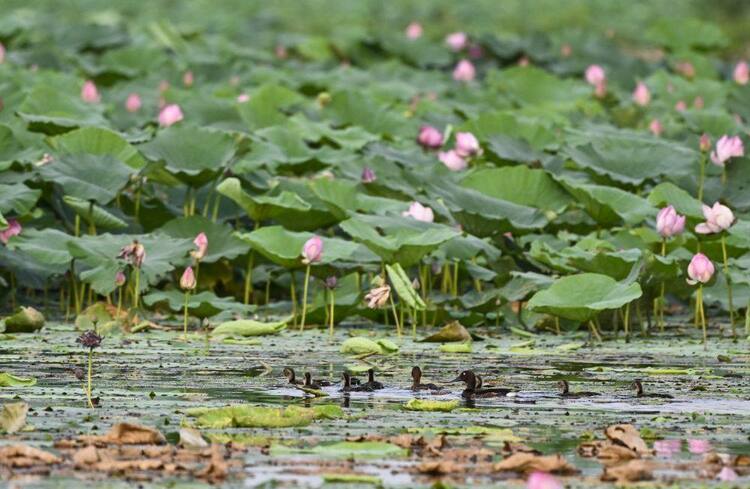 白洋淀水质连续三年稳定保持在Ⅲ类