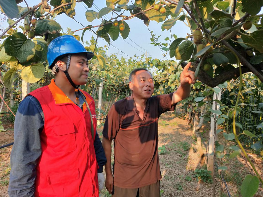 State Grid Nanyang Power Supply Company Boosts the Kiwifruit Industry_fororder_南阳1