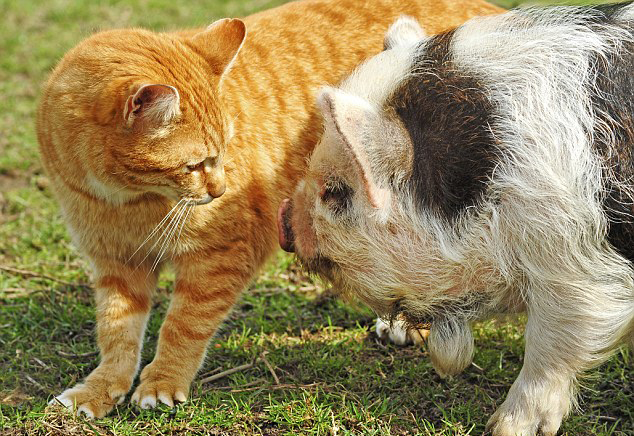 Kucing dan Babi Jadi Teman Arab