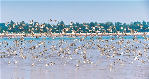 大批候鸟南迁出现在防城港山心沙岛