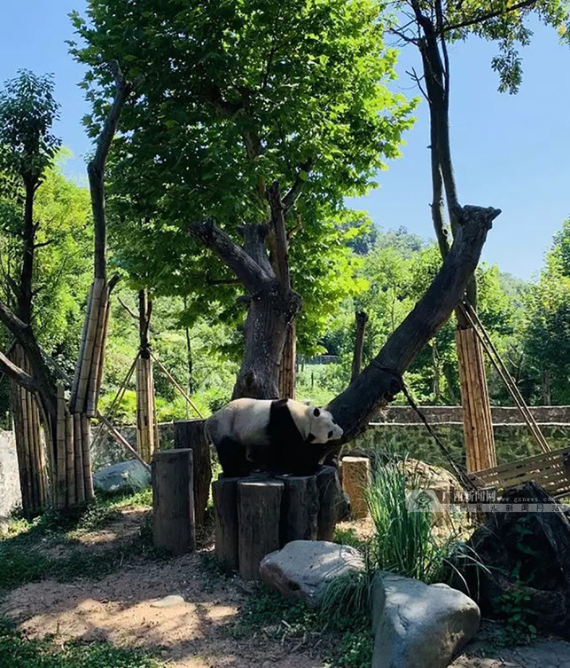 国家林草局熊猫中心将赠予广西首对大熊猫