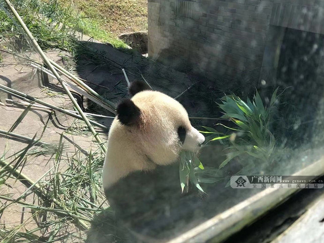 国家林草局熊猫中心将赠予广西首对大熊猫