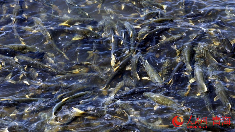 青海:“高原蓝宝石”游人如织享湖光盛宴 青海:“高原蓝宝石”游人如织享湖光盛宴