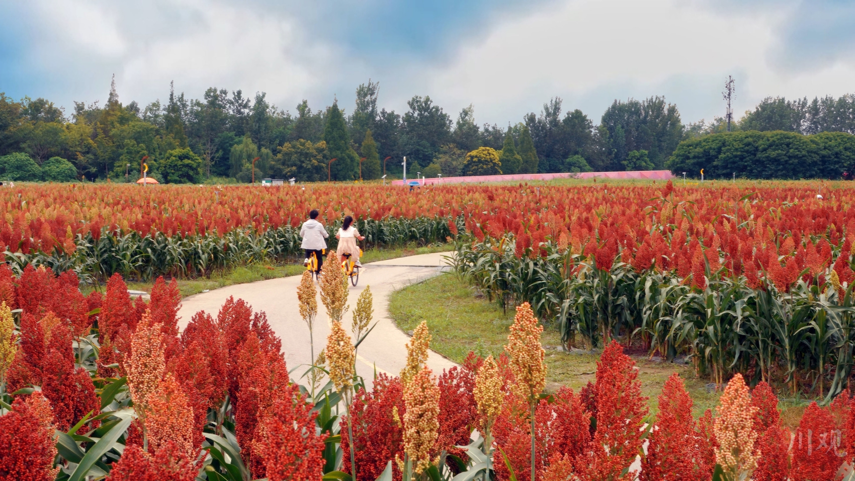(转载)火热八月!成都环城生态区的高粱红了