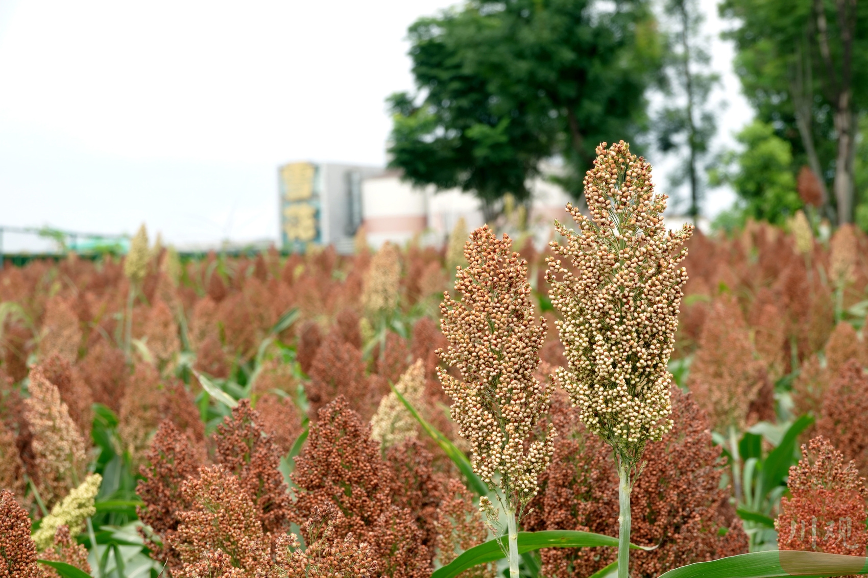 (转载)火热八月!成都环城生态区的高粱红了