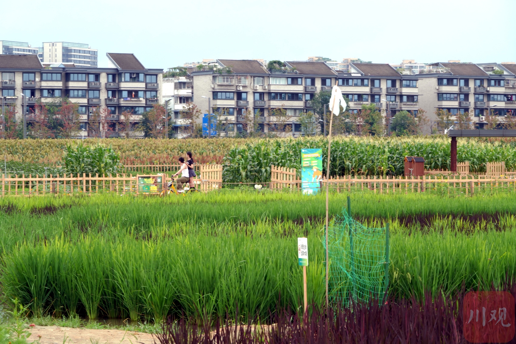 (转载)火热八月!成都环城生态区的高粱红了