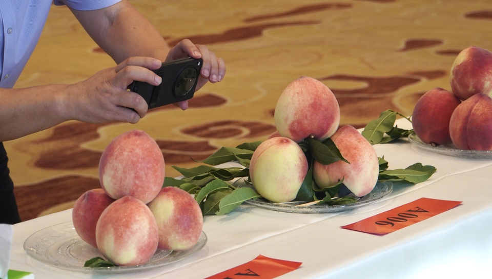 【原创】“蜜”意不同 “桃”香满溢|天水秦安蜜桃鉴评会来啦_fororder_6