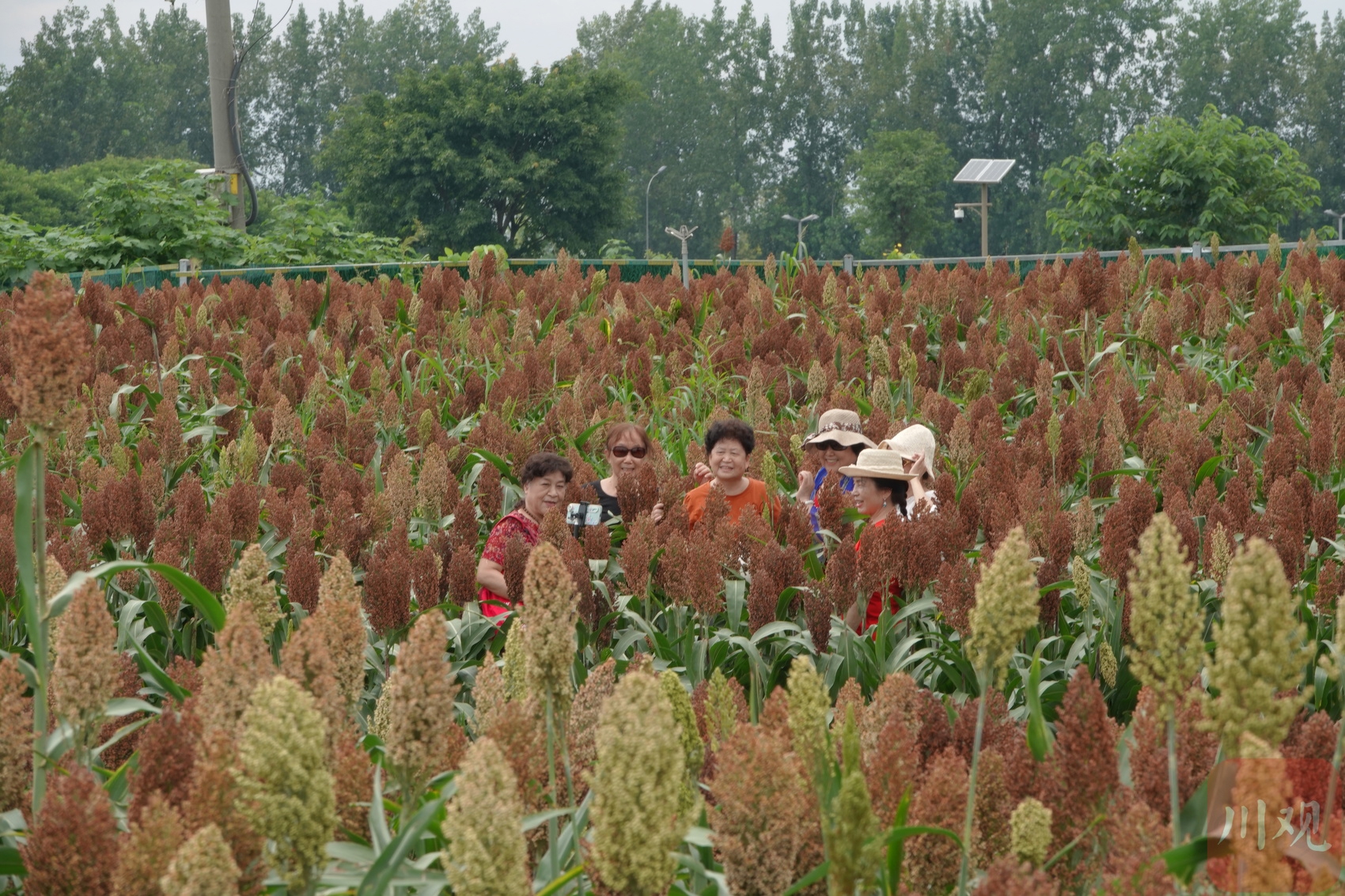 (转载)火热八月!成都环城生态区的高粱红了