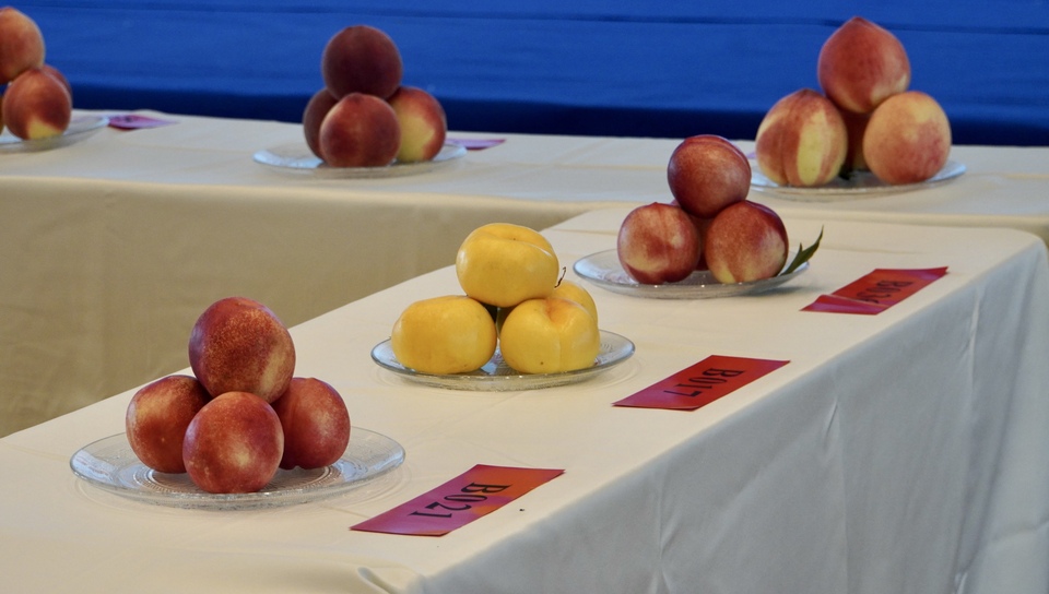 【原创】“蜜”意不同 “桃”香满溢|天水秦安蜜桃鉴评会来啦_fororder_4