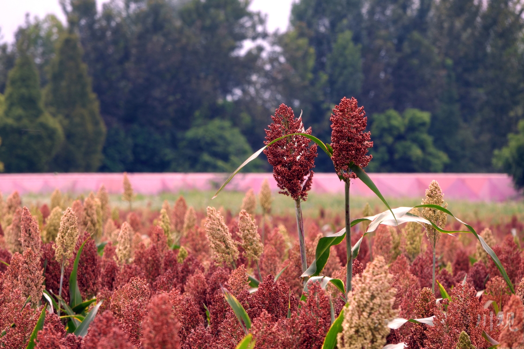 (转载)火热八月!成都环城生态区的高粱红了