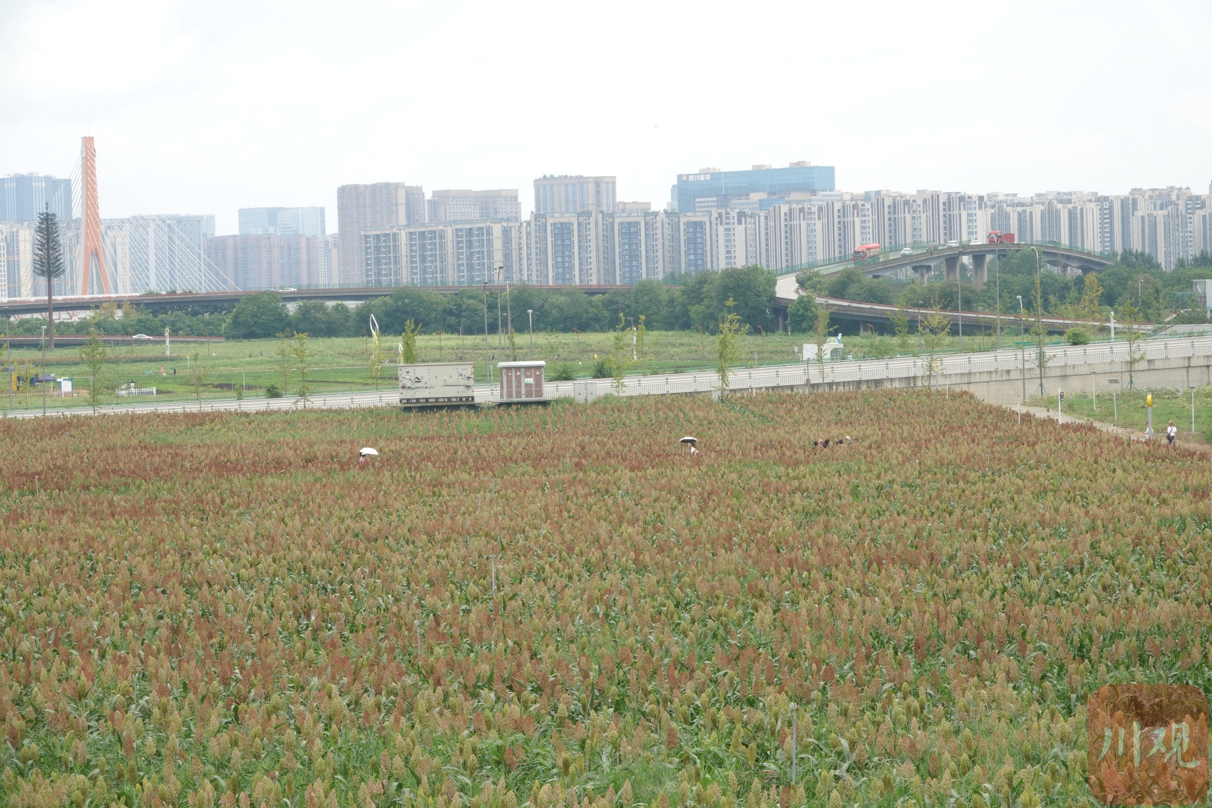 (转载)火热八月!成都环城生态区的高粱红了