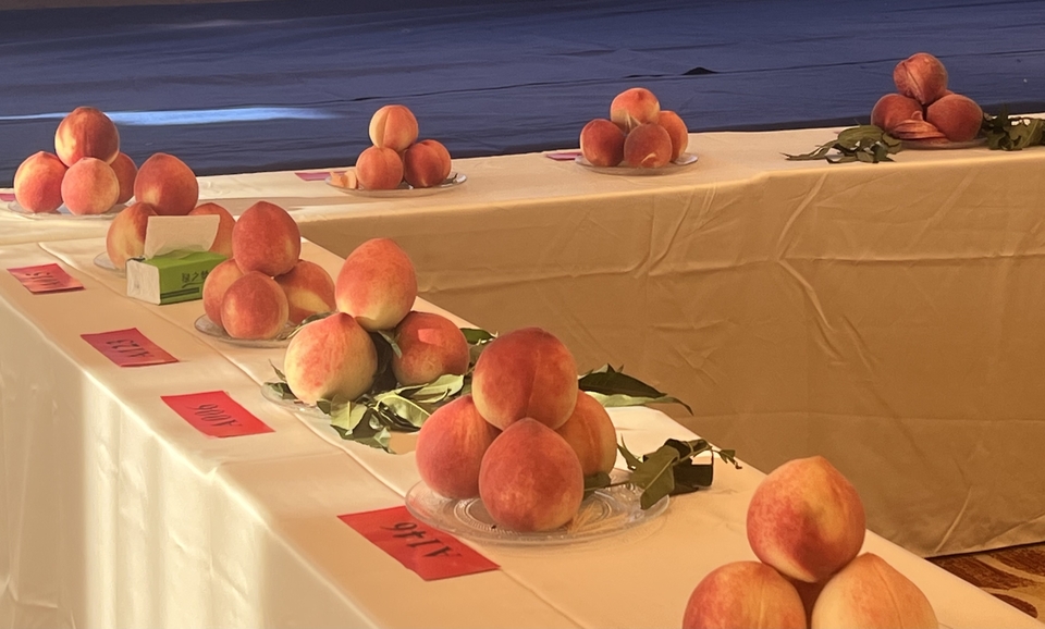 【原创】“蜜”意不同 “桃”香满溢|天水秦安蜜桃鉴评会来啦_fororder_3